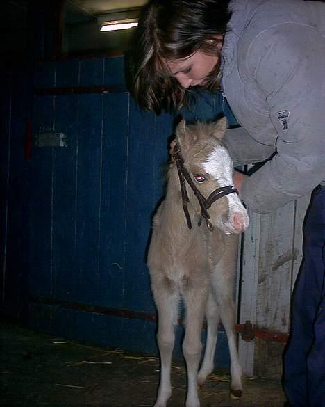 Welsh Pony (sec B) Tatoo † Død † - Se lig hvor bette han var! billede 11