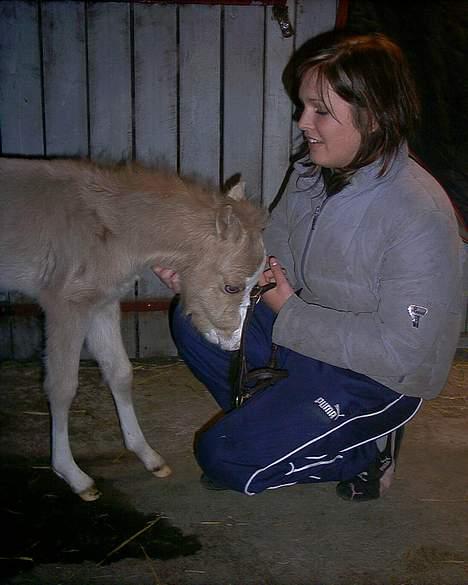 Welsh Pony (sec B) Tatoo † Død † billede 13