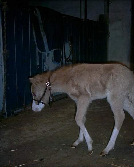 Welsh Pony (sec B) Tatoo † Død † - Bette pus. han var kun 50 cm da han blev født. billede 14