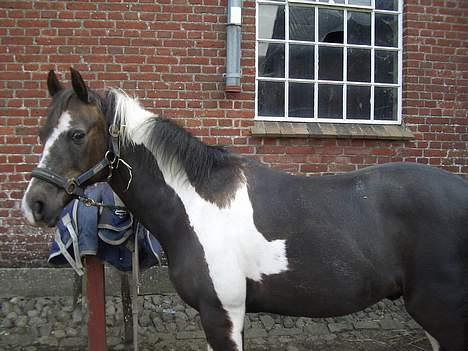 Pinto Mulle - her er miin lille pony er han ikke bare kær?? billede 1