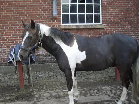 Pinto Mulle - min kære pony: elsker dig billede 2