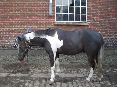 Pinto Mulle - han er vist lidt træt var ? billede 3