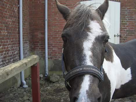 Pinto Mulle - `han er vist lidt nysgerrig.. haha billede 4