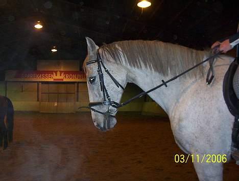 Holstener Fantast ** - Se hvor fint jeg kan gå til bidet ... vi er på lykkeshøj  billede 11