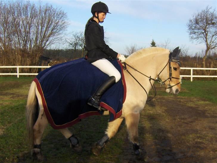 Fjordhest Charlie <3  - -> Charlie på fold :D<33 Foto : mig <3 billede 10