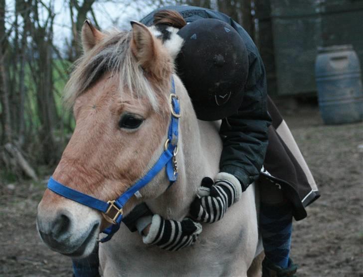 Fjordhest Charlie <3  - Jacque´s kamera - foto: mettejorsal<3 billede 13