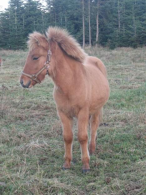 Islænder Ubbi fra Vestergaard billede 19
