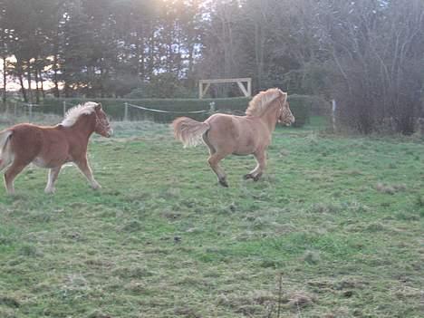 Islænder Ubbi fra Vestergaard - De to ballademagere tager sig lige en daglig tur... billede 20