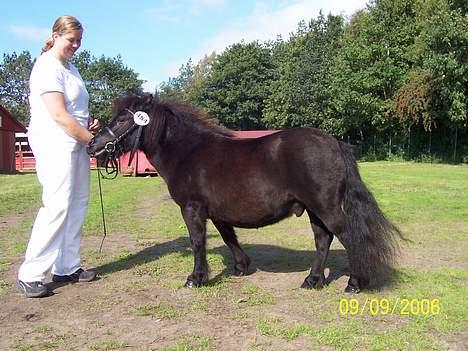 Shetlænder Shetti's Superior - Store Hestedag 2006 billede 10