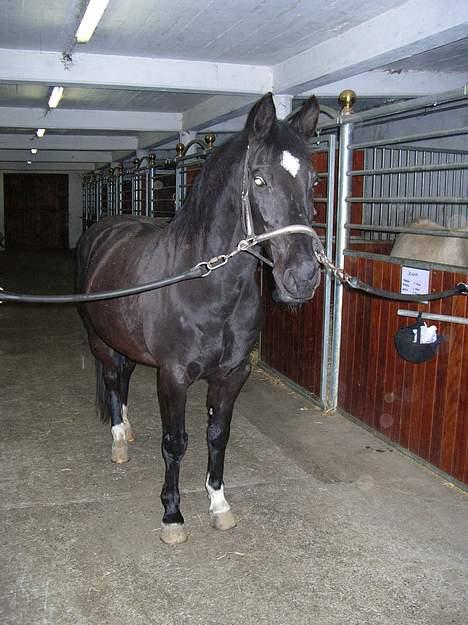 Dansk Varmblod Kartago - Min basse mand har fået øje på noget <´33  billede 10