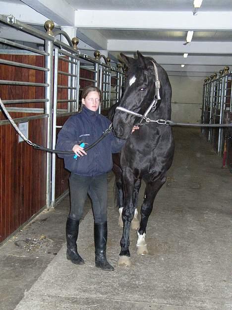 Dansk Varmblod Kartago - 1 dag efter jeg har købt ham, er bare mega stolt. <´33  billede 12