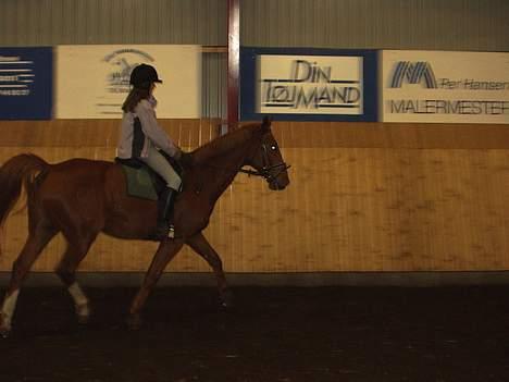 Dansk Varmblod May Julaga R.I.P - uha lidt araber :p billede 10