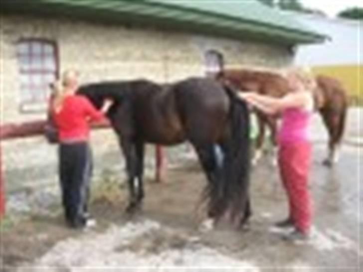 Oldenborg Kyringegårds Debbie - NYT! Klargøring til kåring billede 12