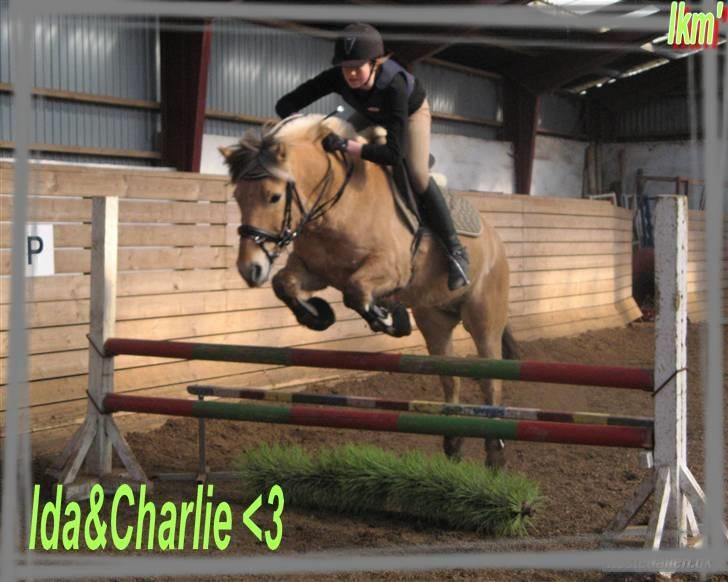 Fjordhest Charlie <3  - charlie ;D <3Foto : mette jorsal <3 billede 14