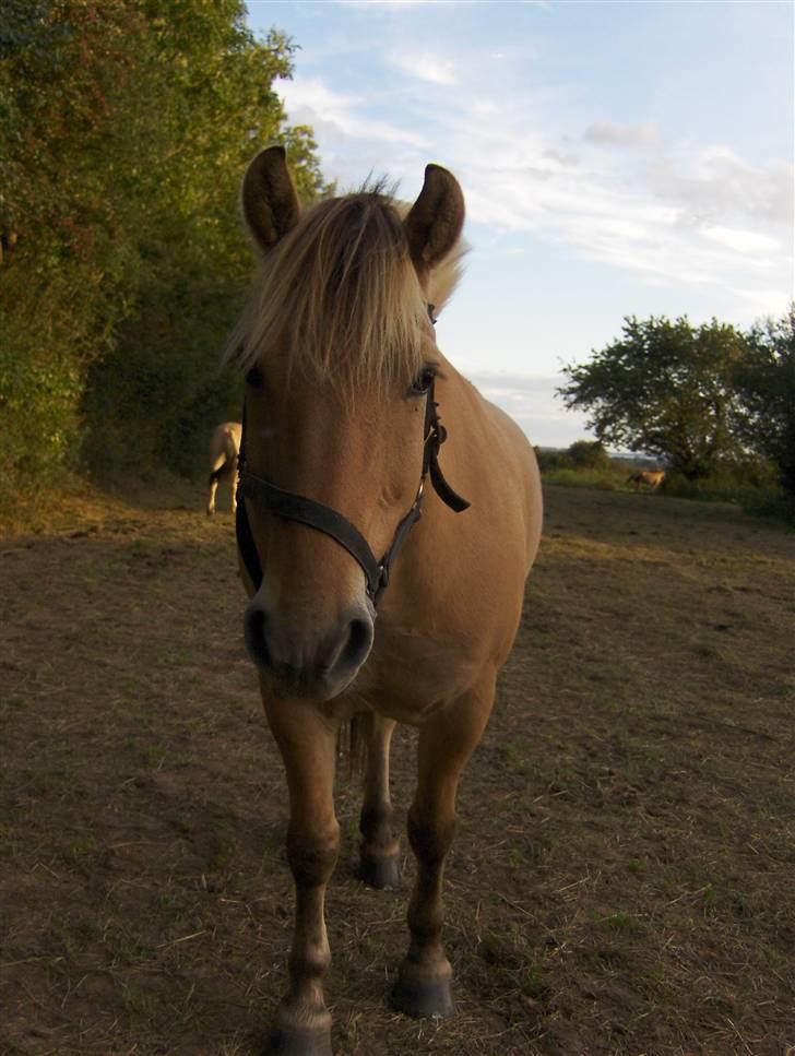 Fjordhest Charlie <3  - -> Hyggeaften på folden <333Foto : Mig  <3 billede 18