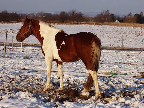 Pinto Mr 'Crazy Horse' Geronimo - Jeg skal lige have en lille morfar! billede 4