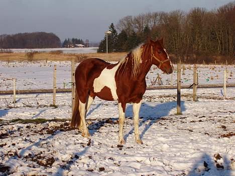 Pinto Mr 'Crazy Horse' Geronimo - Taget i dec/januar sidste år..læg lige mærke til længden af manen i forhold til nogen af de andre billeder. billede 5