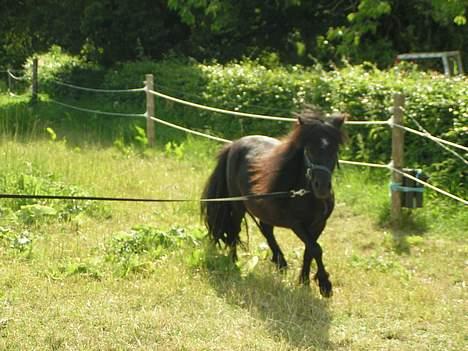 Shetlænder Black beauty *DØD* - <3<3<3<..... Her er jeg i longe på min gammel fold... Hvor er jeg bare dygtig...<3<3<3< billede 2