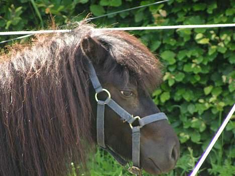 Shetlænder Black beauty *DØD* - her tager jeg så lig en lille lur.. hehe billede 3