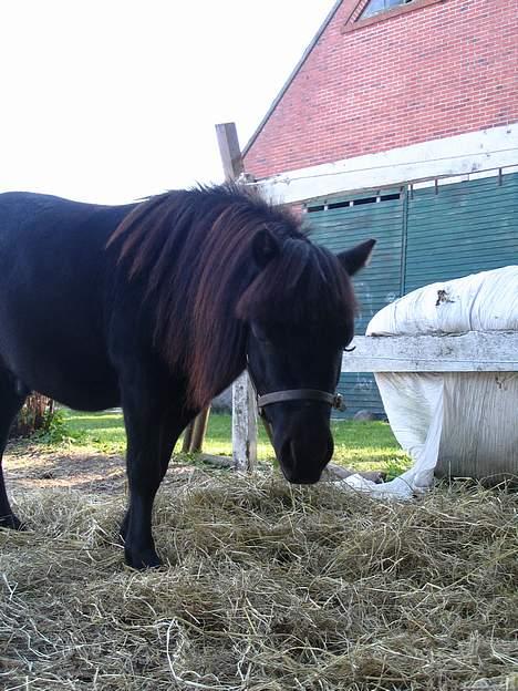 Shetlænder Black beauty *DØD* - her spiser jeg lige lidt wrap...<3<3<3 billede 4