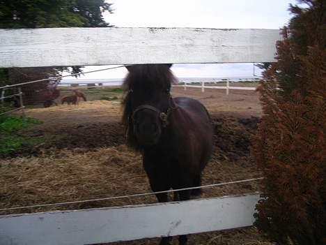 Shetlænder Black beauty *DØD* - her står jeg sku lig så flot.....nuttet mig... billede 8