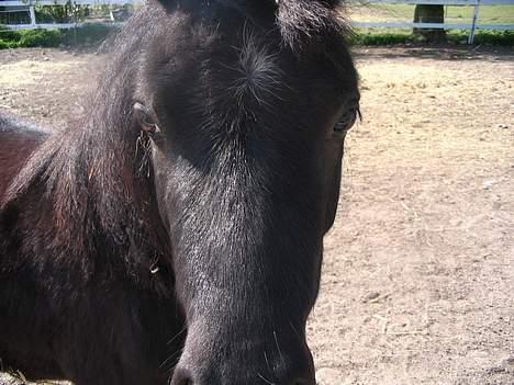 Shetlænder Black beauty *DØD* - mit skønne hovde.. billede 9