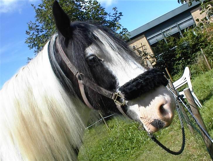 Irish Cob Crossbreed Siff  solgt.. billede 13