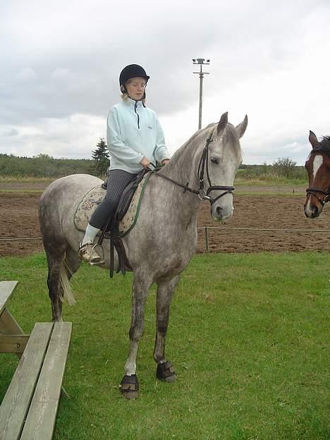 Anden særlig race Nicki billede 3