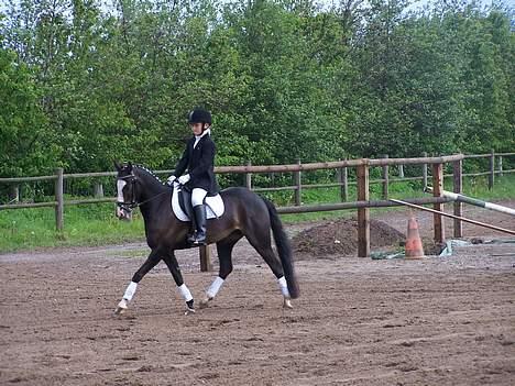 Welsh Pony (sec B) Nedergaards Milano *Død* - Til stævne <´33 billede 2