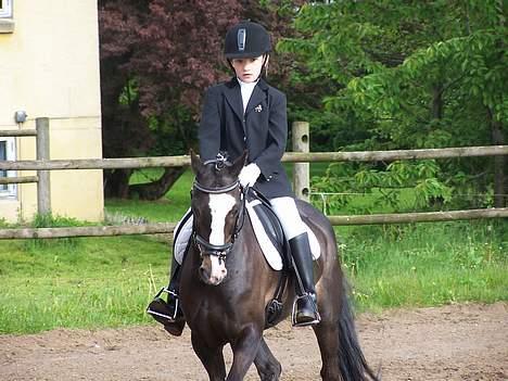 Welsh Pony (sec B) Nedergaards Milano *Død* - Stævne.. :) billede 3