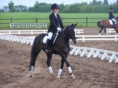 Welsh Pony (sec B) Nedergaards Milano *Død* - Lille Mille <´3 billede 4