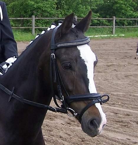 Welsh Pony (sec B) Nedergaards Milano *Død* - Hendes dejlige hoved<3 billede 5