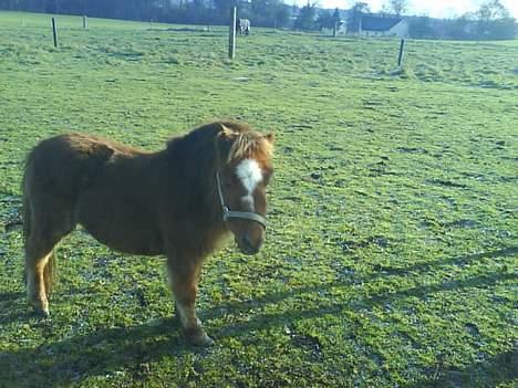 Miniature Bailey - solgt - Bailey ude på marken, han vil bare ikke med ind billede 3