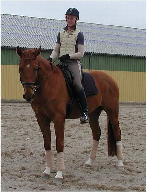 Dansk Varmblod Fjællebroens Hermann - Flællebroens Hermann billede 1