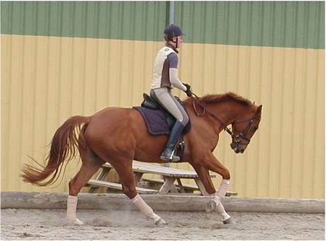 Dansk Varmblod Fjællebroens Hermann - Daglig træning billede 2