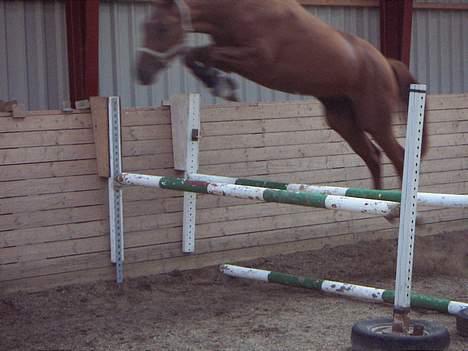 Dansk Varmblod Fjællebroens Hermann - Løsspringning  billede 3