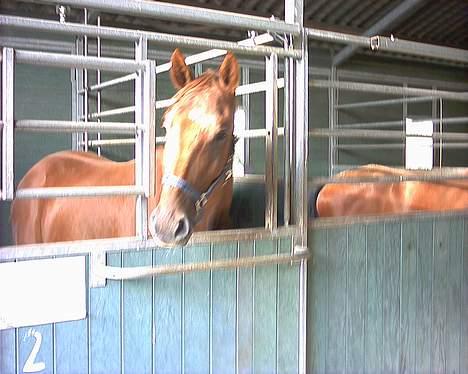 Dansk Varmblod Fjællebroens Hermann - I stalden på Fåborg Rideklub billede 4