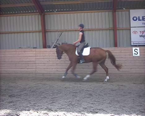 Dansk Varmblod Fjællebroens Hermann - Dette billede er fra da han lige er blevet redet til. billede 5