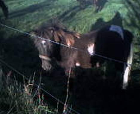 Anden særlig race Lille Elvis karock billede 14