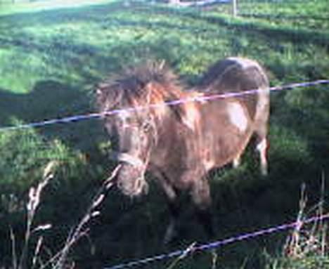 Anden særlig race Lille Elvis karock billede 15