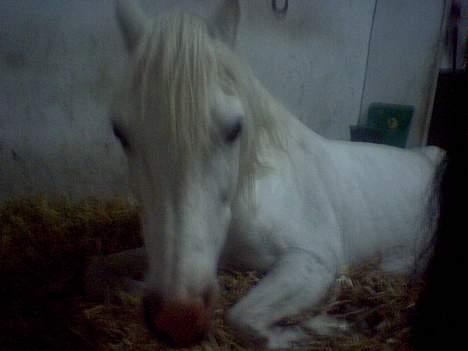 Shagya Araber (SH) Mistral (Mulle) <3 afgået ved døden :'( - Ja han kan godt lide at ligge ned lille mulle billede 18