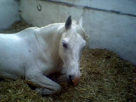 Shagya Araber (SH) Mistral (Mulle) <3 afgået ved døden :'( billede 19