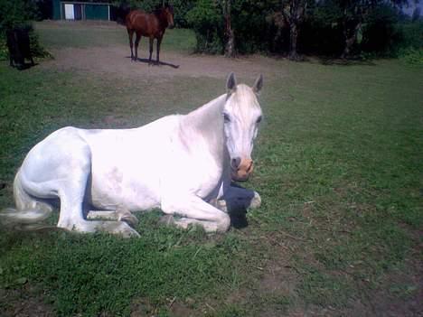 Shagya Araber (SH) Mistral (Mulle) <3 afgået ved døden :'( billede 20