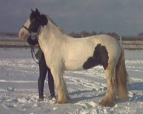 Irish Cob Lucky Luke - vinteren 2005 billede 13