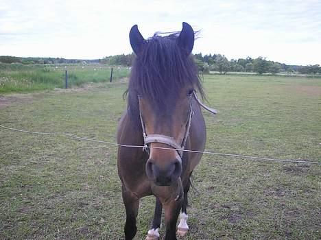 Anden særlig race lady, *solgt* billede 1
