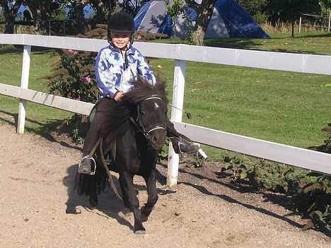 Shetlænder Black beauty *DØD* - juhu.. Jeg må løbe som jeg vil...... juhu billede 15