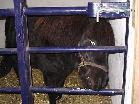 Shetlænder Black beauty *DØD* - Har du nået til mig billede 18