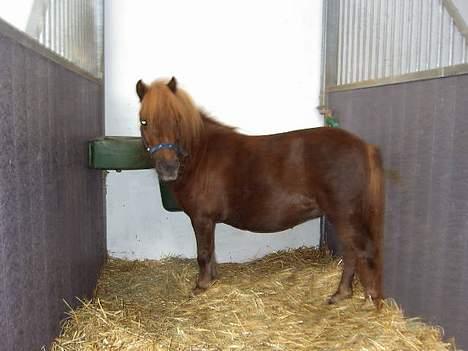 Shetlænder Naomi V. Schillig - venter i stalden på at komme ud. billede 14