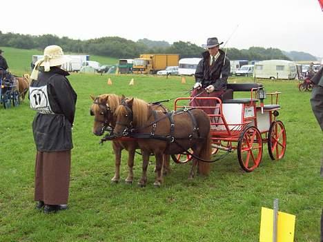 Shetlænder Naomi V. Schillig - til præsentation. så skal man stå pænt.. billede 15