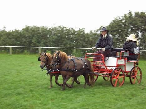 Shetlænder Naomi V. Schillig billede 16
